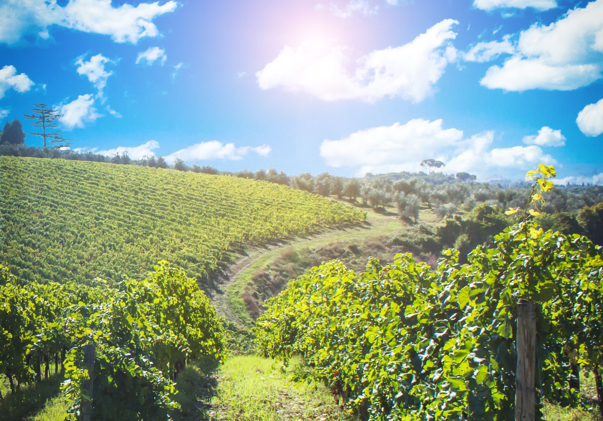 Chianti Region